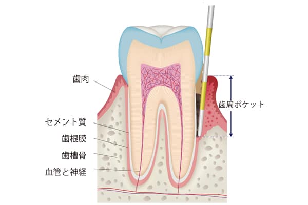ポケット